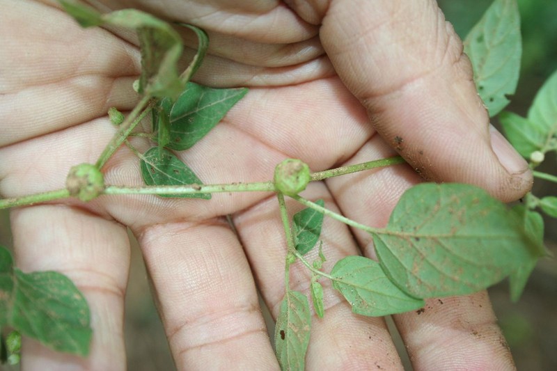 Physalis microcarpa photo 2