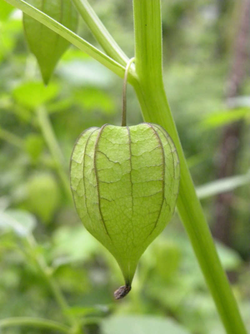 Pygmy Groundcherry