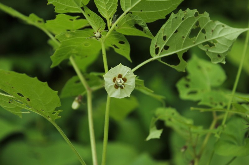 Physalis minimaculata