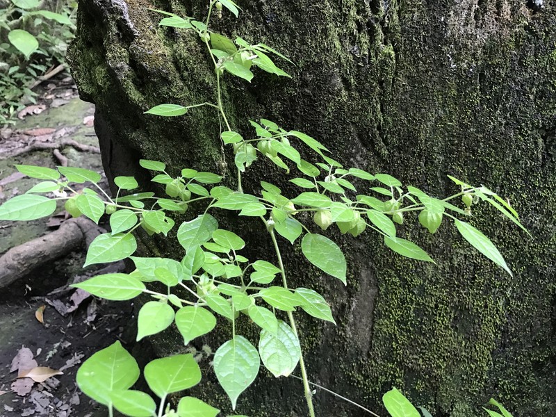 Physalis minimaculata photo 3