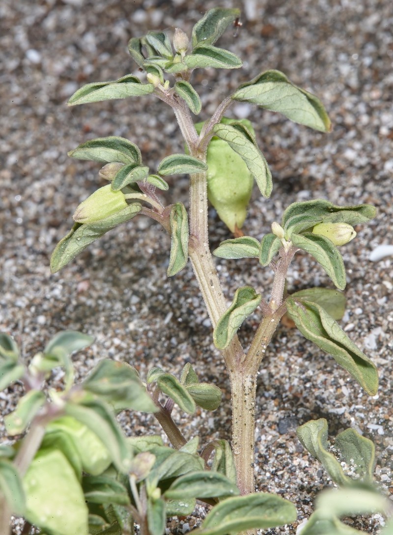 Physalis minuta