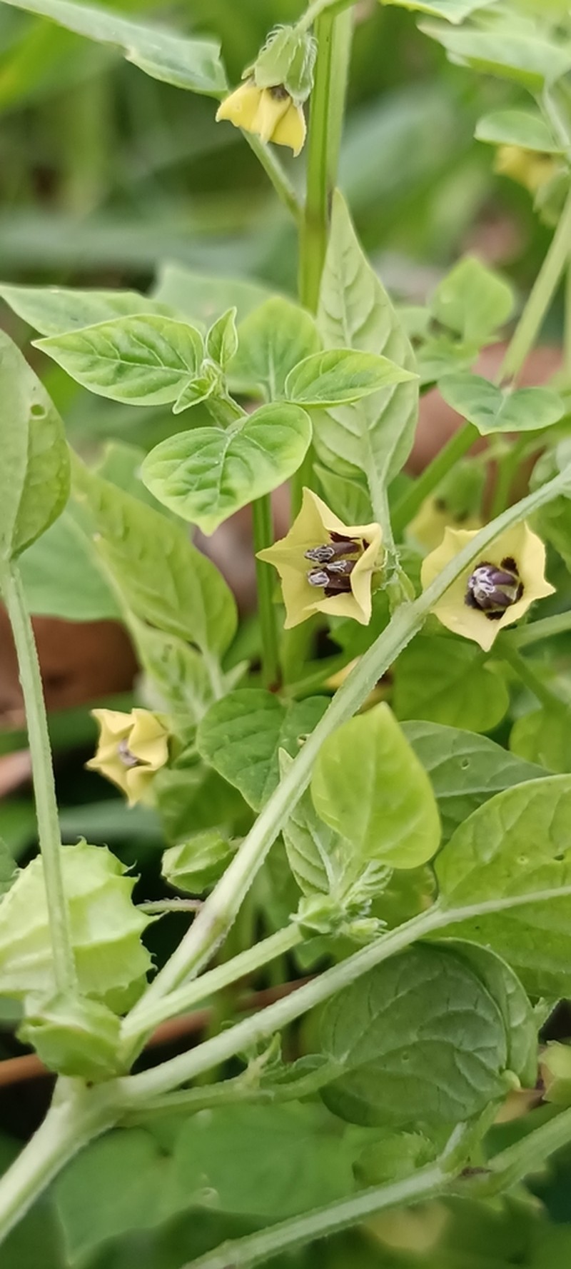 Physalis minuta photo 4