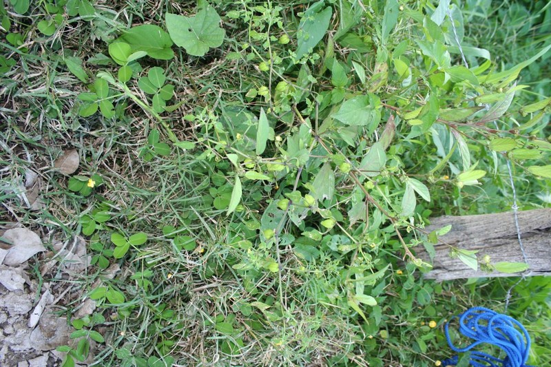 Physalis minuta photo 5