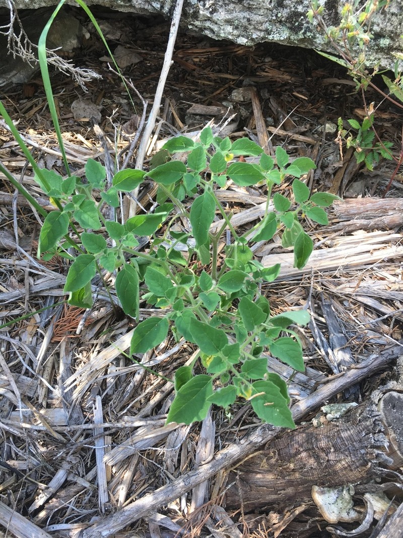 Missouri Groundcherry
