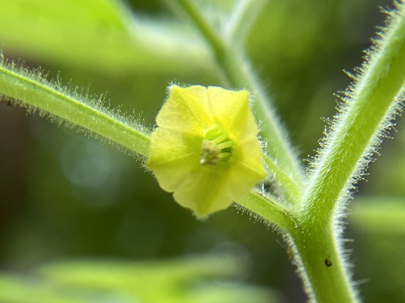 Missouri Groundcherry photo 2