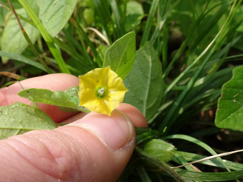 Missouri Groundcherry photo 3
