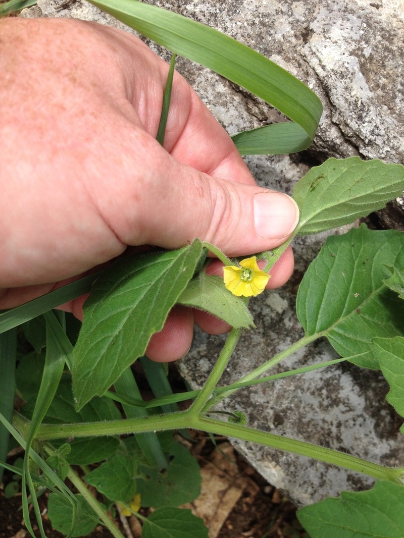 Missouri Groundcherry photo 4