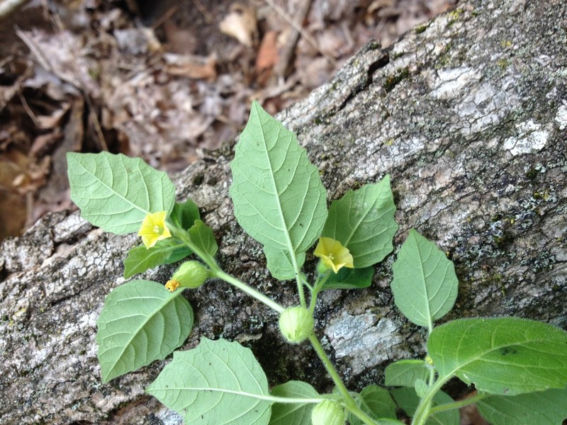 Missouri Groundcherry photo 5