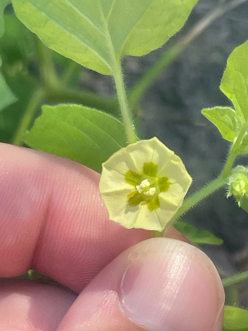 Missouri Groundcherry photo 6