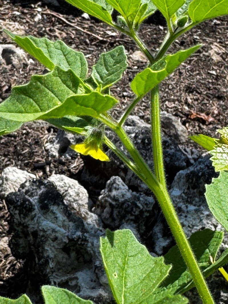 Missouri Groundcherry photo 7