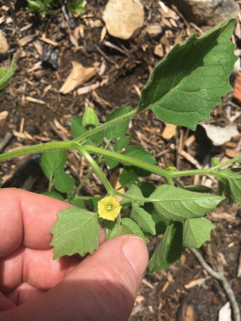 Missouri Groundcherry photo 8