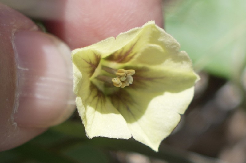 Field Groundcherry