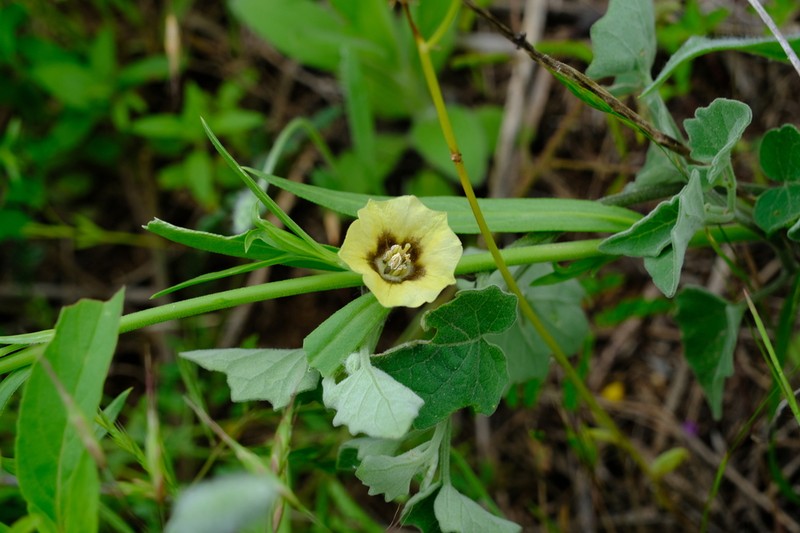 Field Groundcherry photo 2