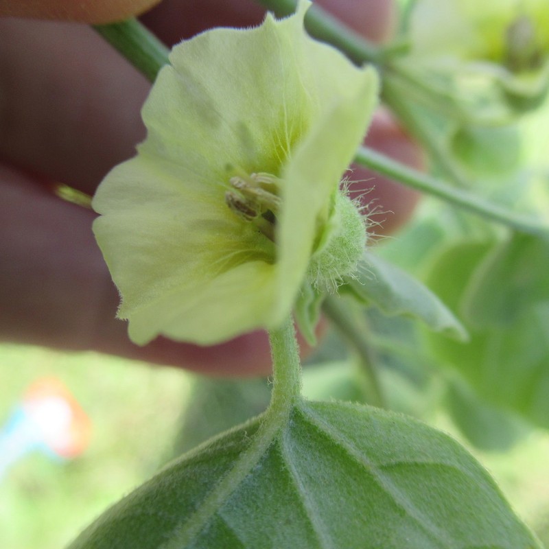 Field Groundcherry photo 3