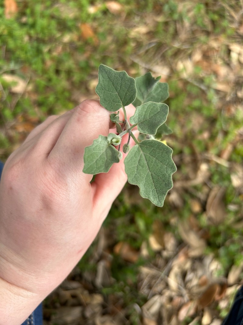 Field Groundcherry photo 4