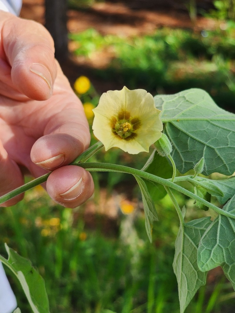 Field Groundcherry photo 5
