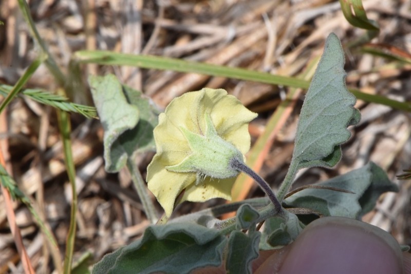 Field Groundcherry photo 6