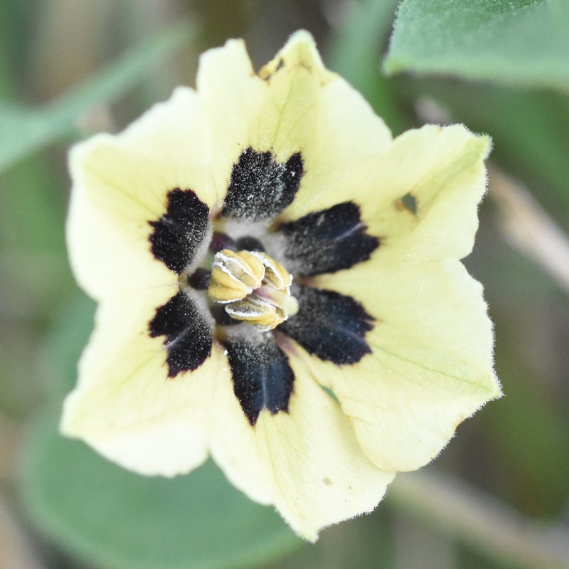 Field Groundcherry photo 7