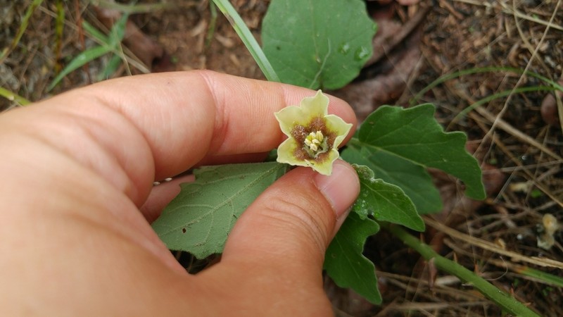 Field Groundcherry photo 8