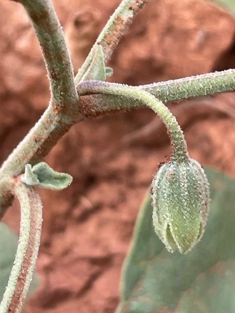 Physalis mollis var. mollis