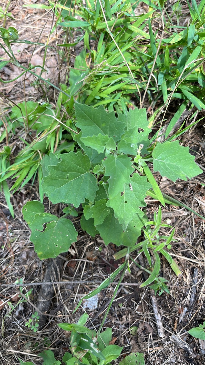 Physalis mollis var. mollis photo 2