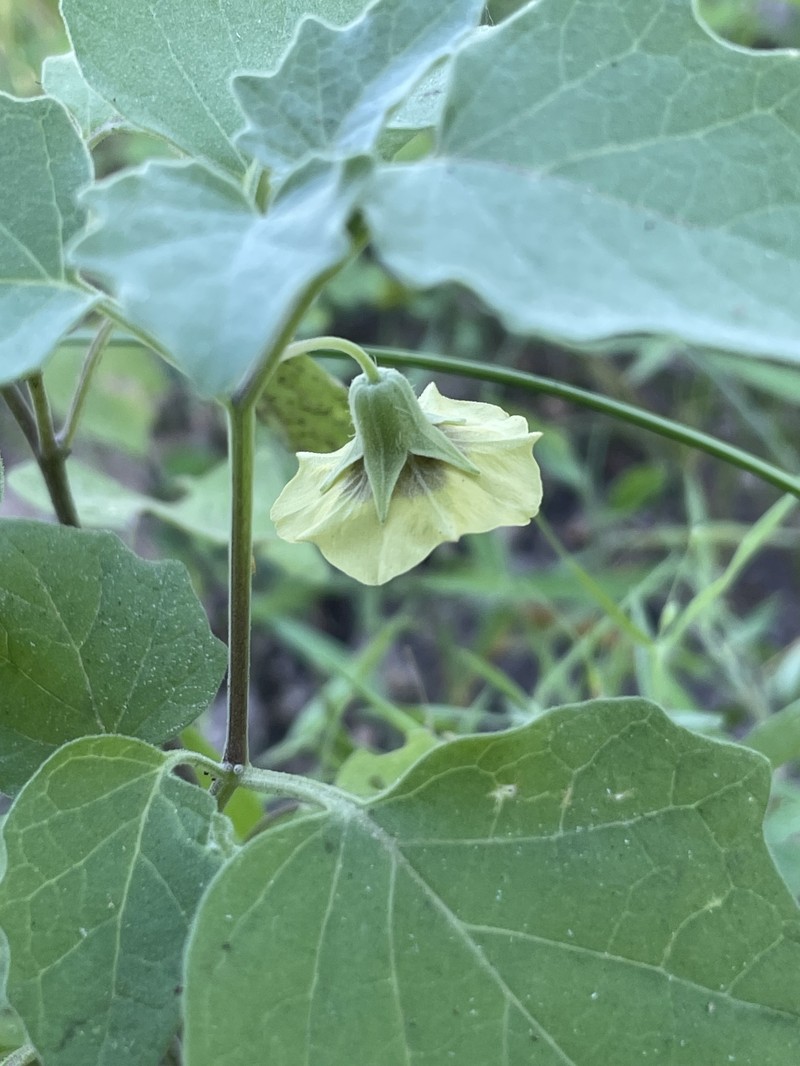 Physalis mollis var. mollis photo 3