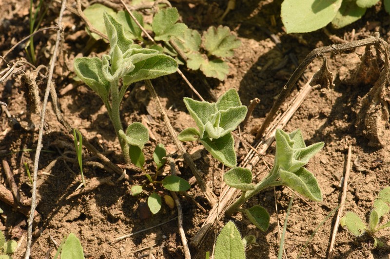 Physalis mollis var. mollis photo 5