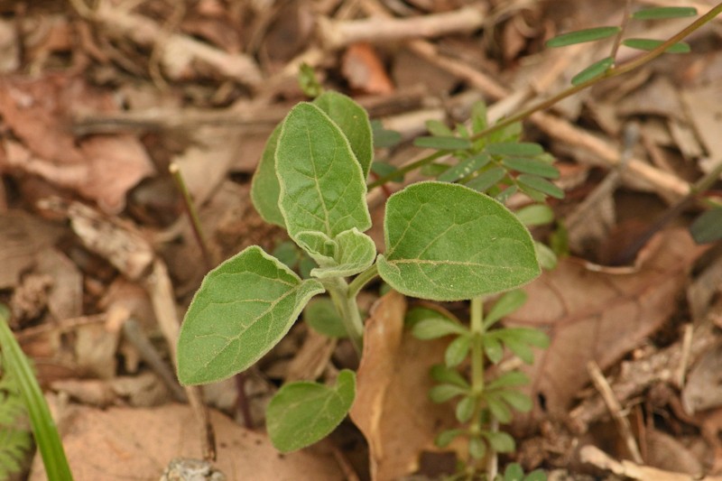 Physalis mollis var. mollis photo 6