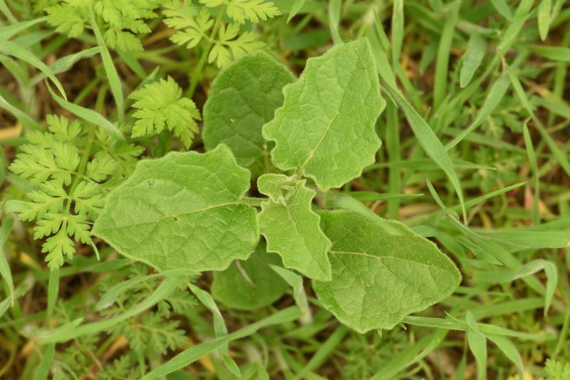 Physalis mollis var. mollis photo 7