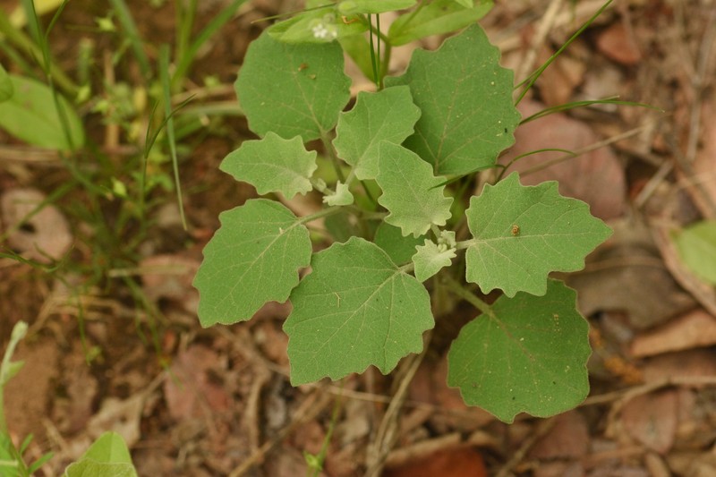 Physalis mollis var. mollis photo 8