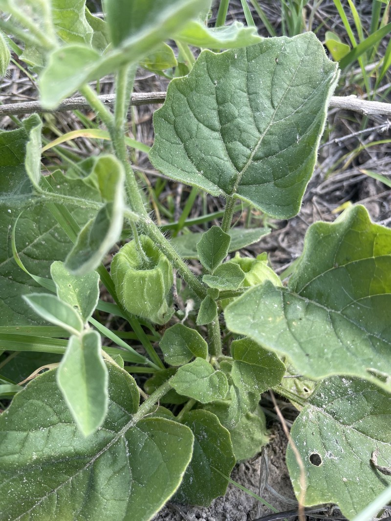 Physalis mollis var. variovestita photo 2