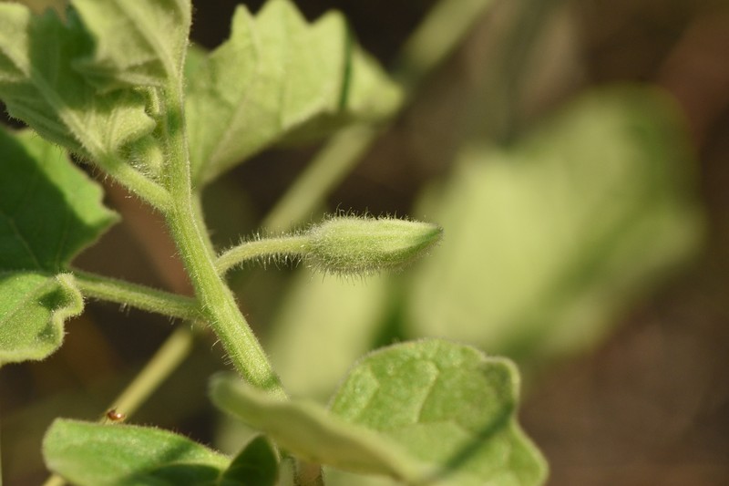 Physalis mollis var. variovestita photo 3