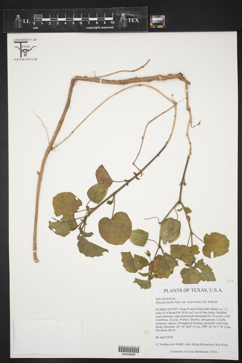 Physalis mollis var. variovestita