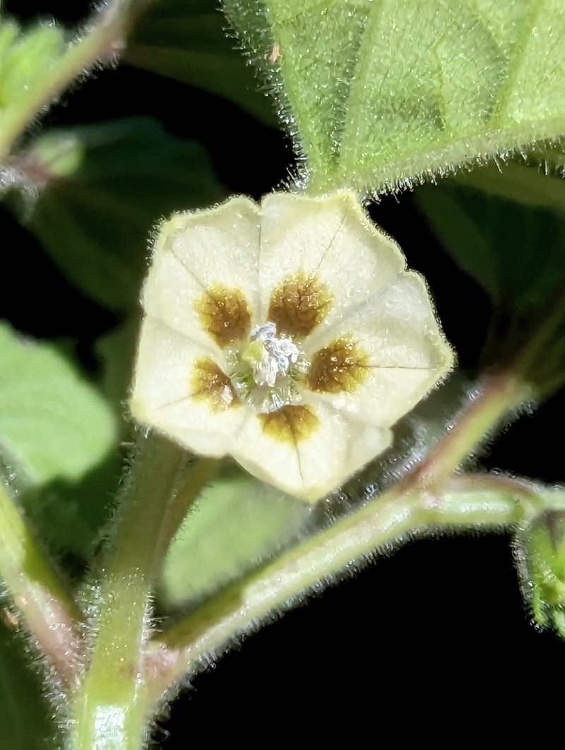 Physalis neomexicana