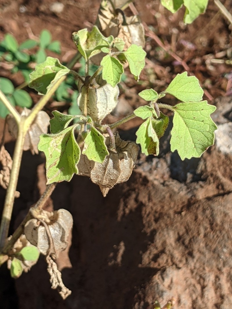 Physalis neomexicana photo 2