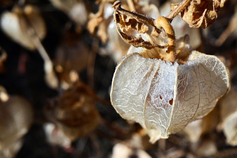 Physalis neomexicana photo 3