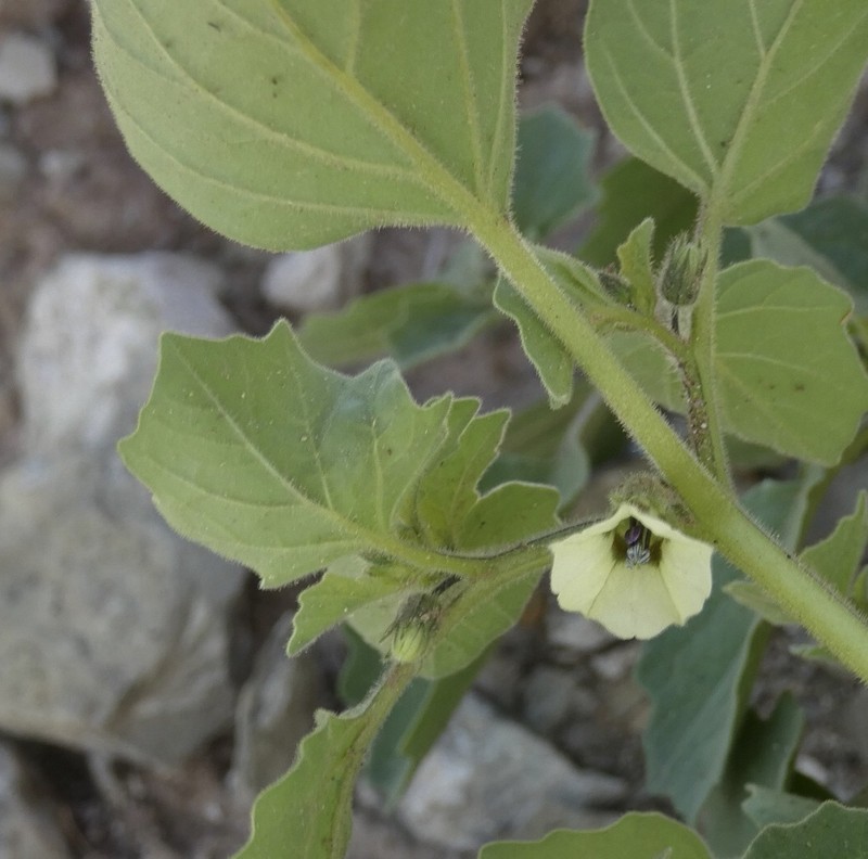 Physalis neomexicana photo 4