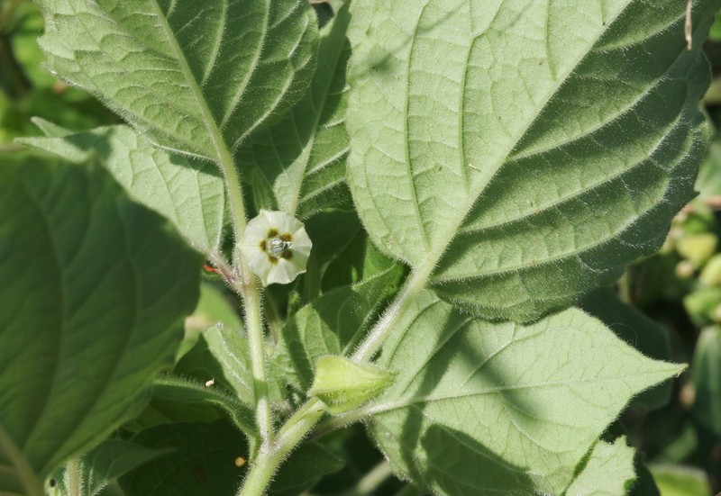 Physalis neomexicana photo 5