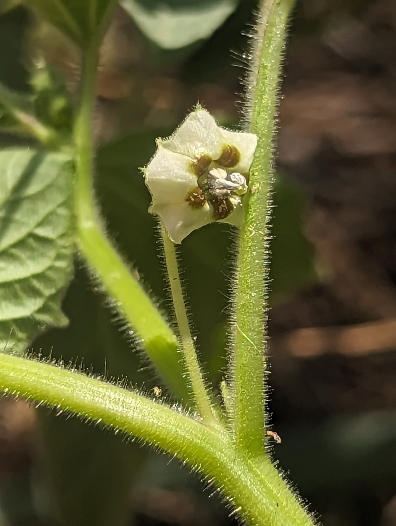 Physalis neomexicana photo 6
