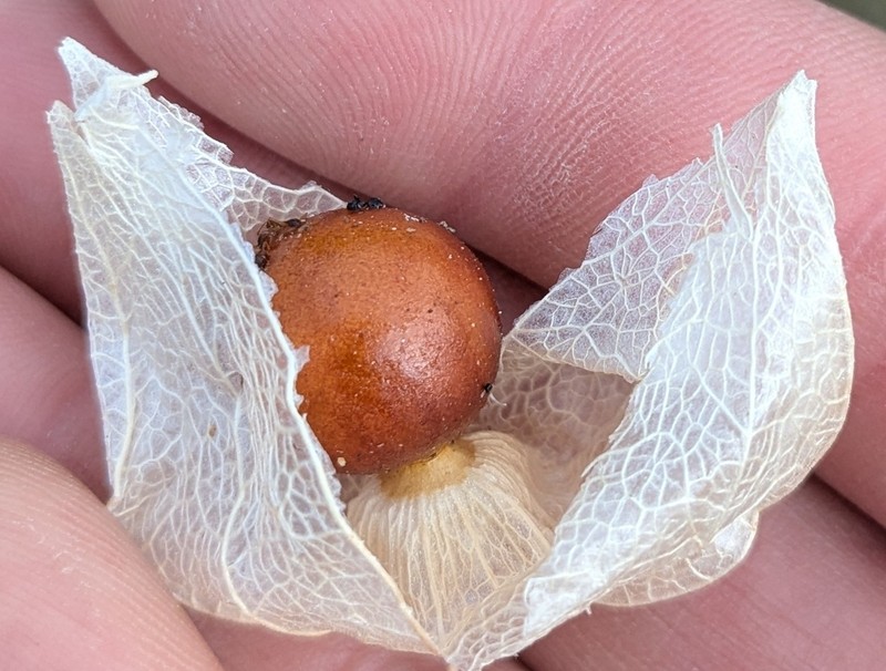 Physalis neomexicana photo 7