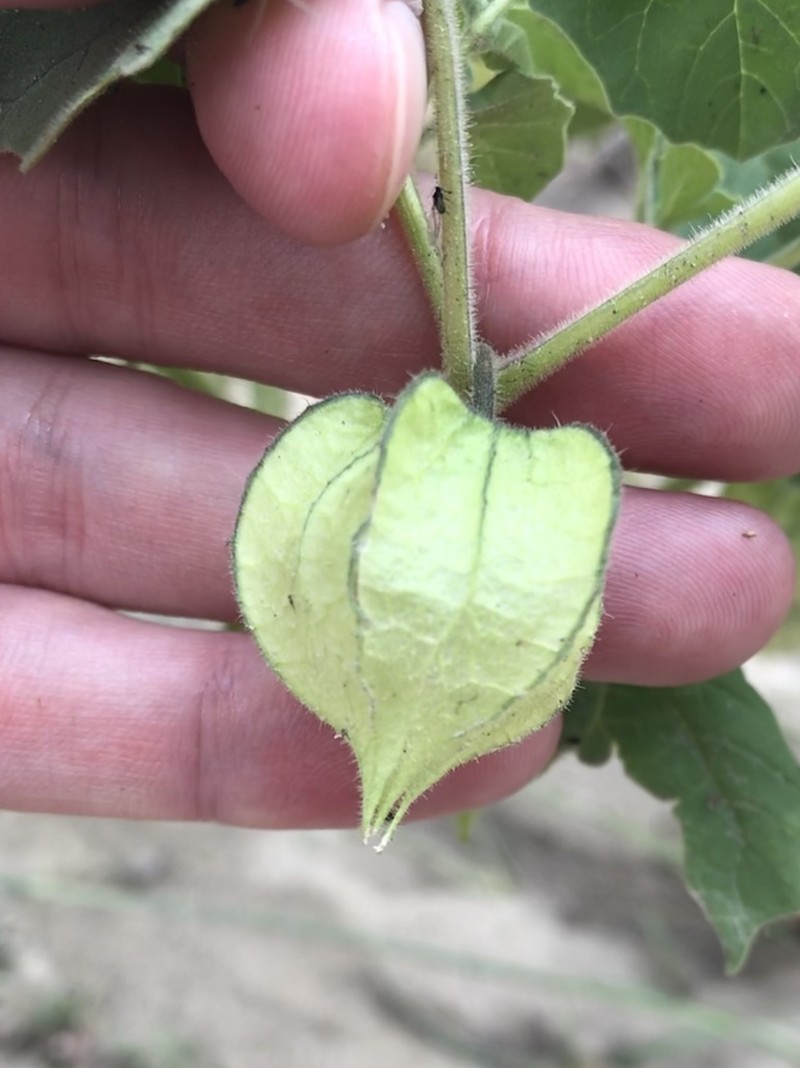 Physalis neomexicana photo 8