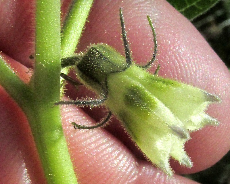 Physalis nicandroides