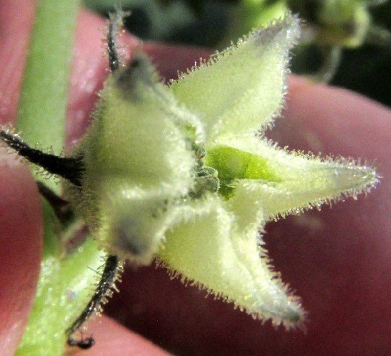 Physalis nicandroides photo 2