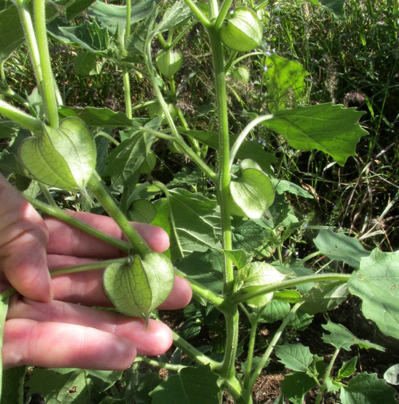 Physalis nicandroides photo 4