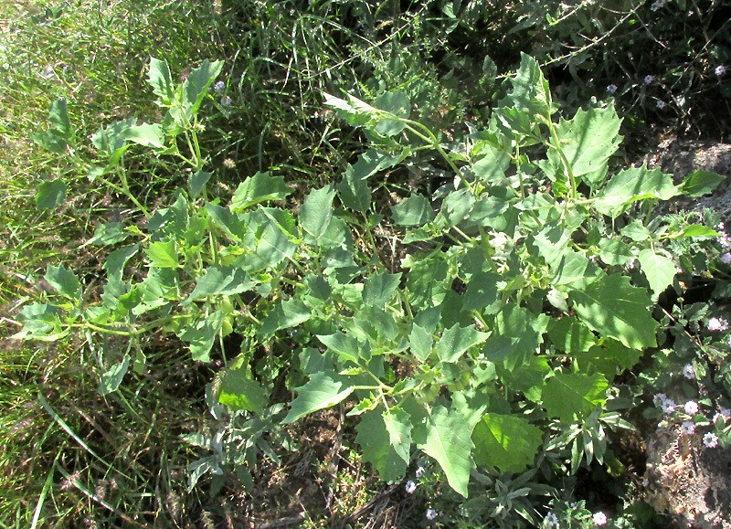Physalis nicandroides photo 5