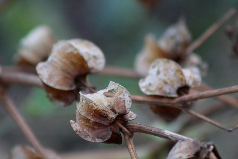 Physalis nicandroides photo 6