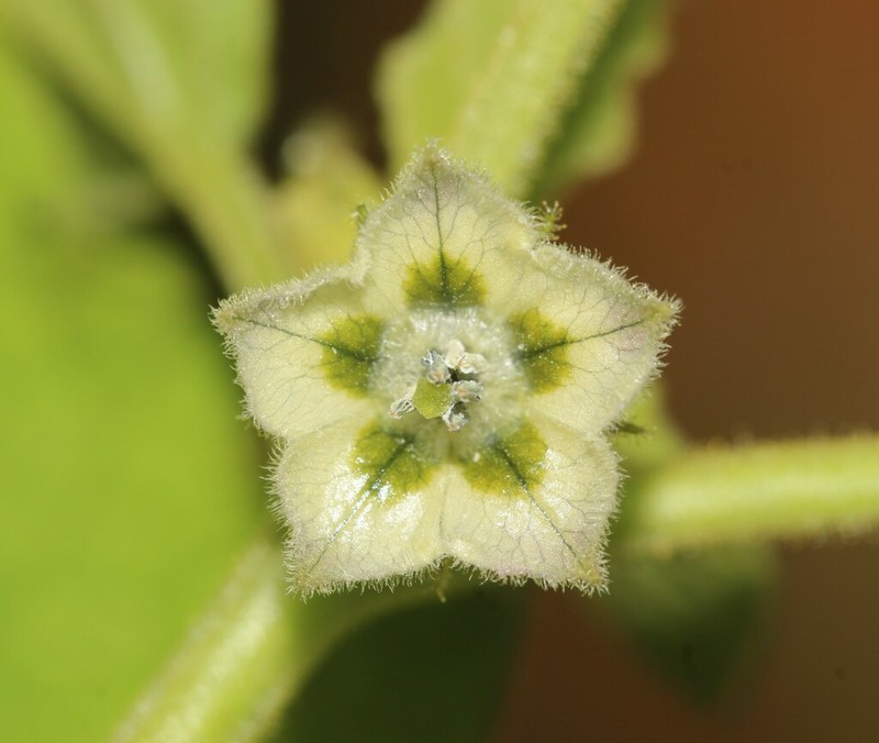 Physalis nicandroides photo 7