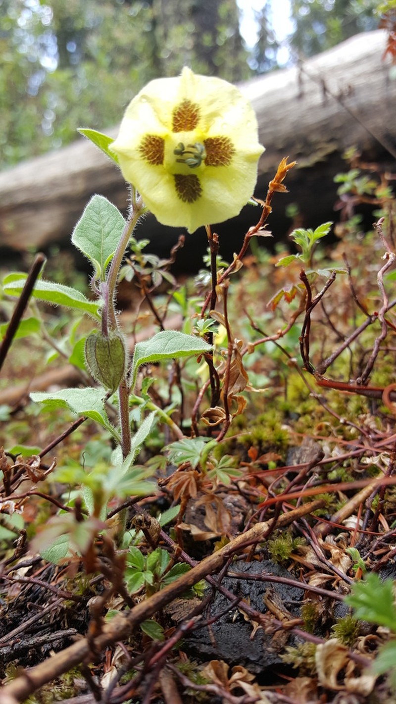 Physalis orizabae photo 2