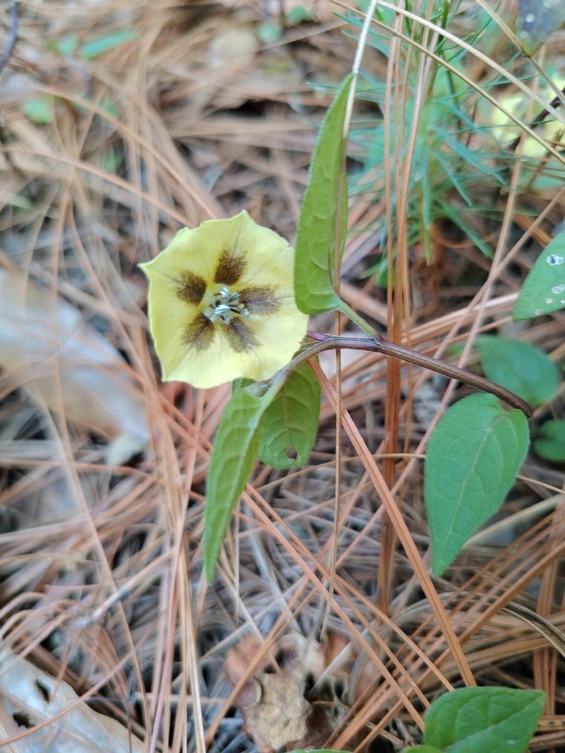 Physalis orizabae photo 3