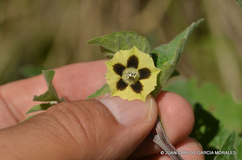 Physalis orizabae photo 4